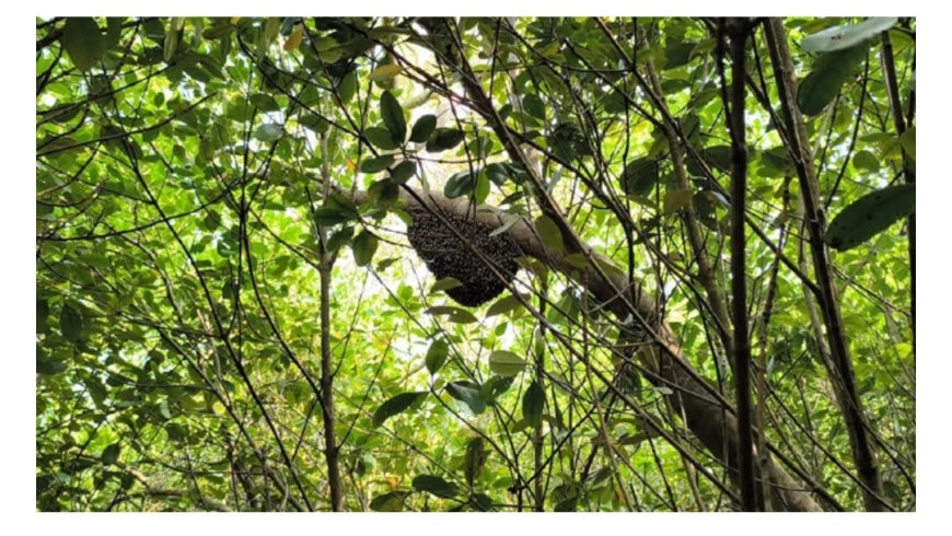 বনদস্যুদের আতঙ্কের মধ্যেই সুন্দরবনে মধু আহরণ মৌসুম শুরু
