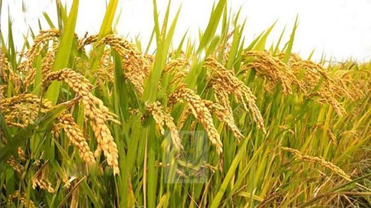 আউশ ধানের আবাদ- উৎপাদন বৃদ্ধির লক্ষ্যে নড়াইলে কৃষকদের মাঝে সরকারি  প্রণোদনা বিতরণ