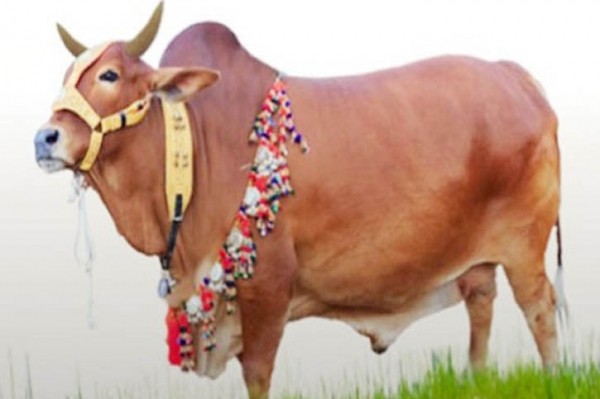 কোরবানির বিধান যেভাবে শুরু হয়েছিল