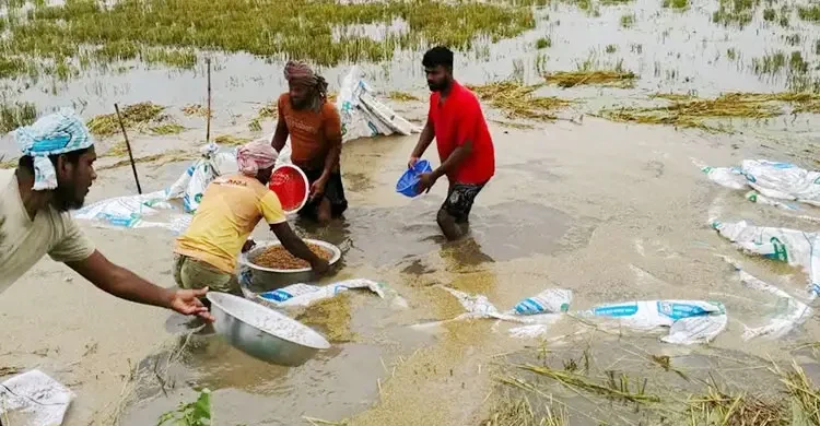 অতিবৃষ্টিতে ডুবছে জমি: কৃষক কাঁদছে